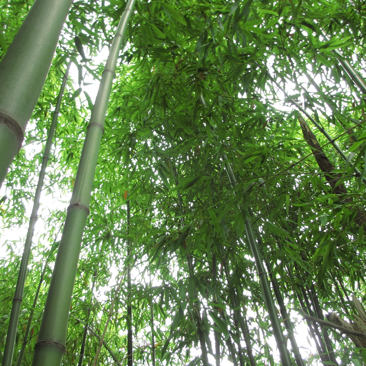 七夕の竹が直ぐに枯れる原因と笹を長持ちさせる方法